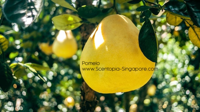 the scent profile of pomelo can vary depending on factors such as the variety of the fruit, the maturity of the fruit and the environment in which it was grown.