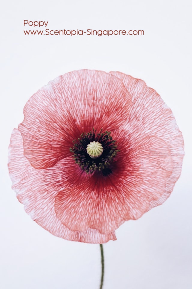 Poppy seeds are small, oil-rich seeds that come from the opium poppy (Papaver somniferum).