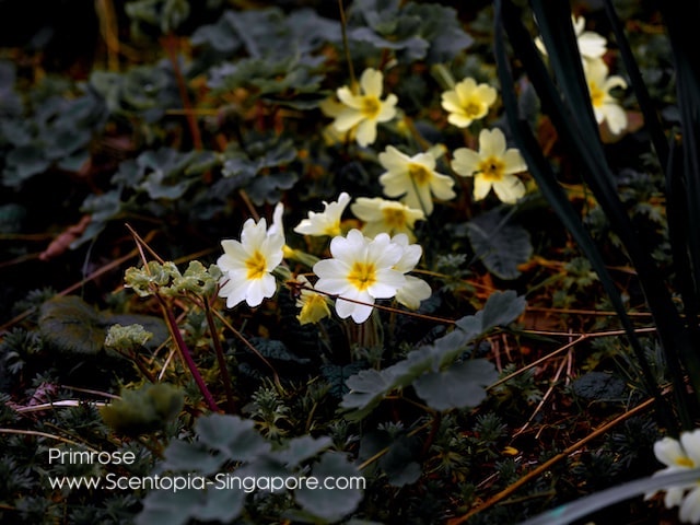 he primrose is often associated with the arrival of spring
