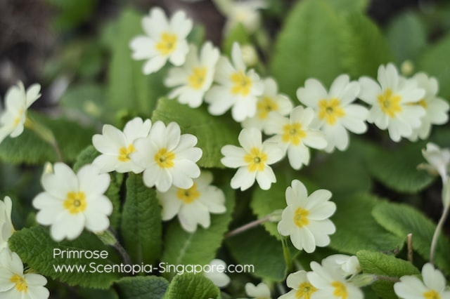 In Christianity, primroses are associated with Easter  Bifolia siloso beach attraction scentopia singapore essential oil