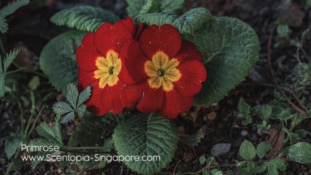Some species of primroses are known for their aromatherapeutic properties, 