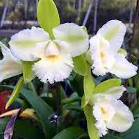 Procatavola Wufong Jade perfume ingredient at scentopia your orchids fragrance essential oils