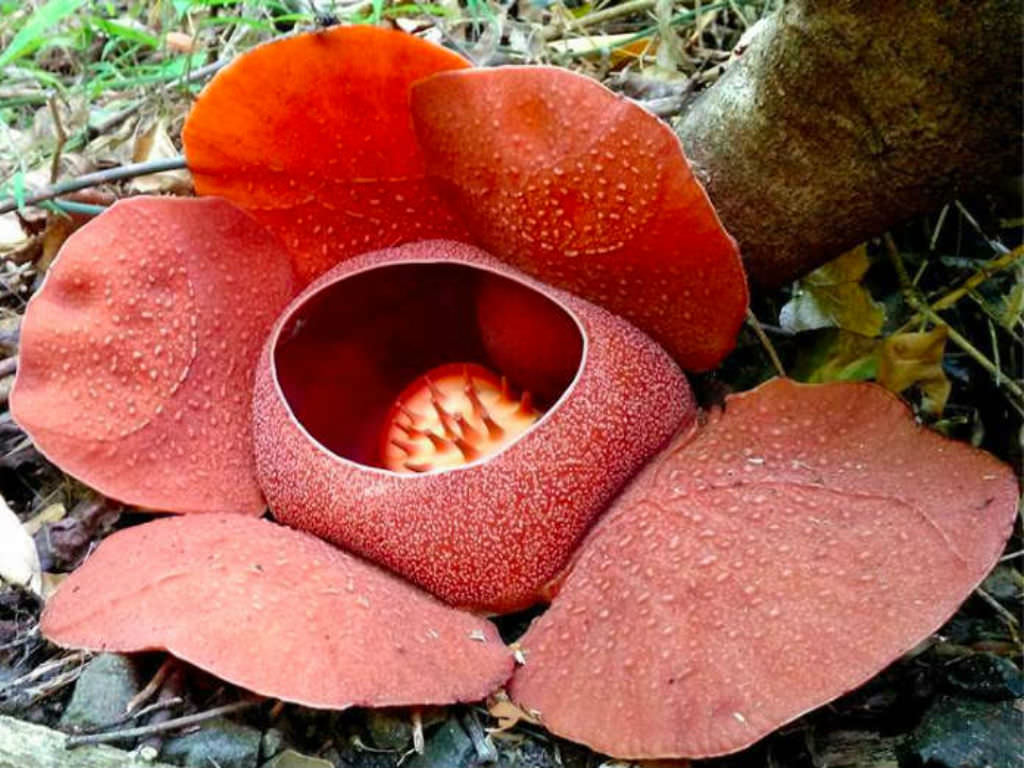 scentopia sentosa siloso beach walk best attraction has- Rafflesia - a plant with no root, no leaves and no stem
