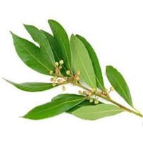 The Ravensara essential oil smells mildly medicinal, fresh and eucalyptus-like with sweet undertones.