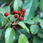 Rechanaka (Raktam) evergreen shrub of the Spurge family 