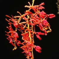  Therapeutic sentosa orchid with scents Renanthera coccinea Lour. Syn. Epidendrum renanthera Raecusch., Gongora phillippica Lianos.