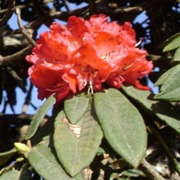 rhododendron leaves and flowers as a tea substitute is thought to stimulate appetite and digestive heat.