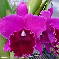 Rhyncattleanthe Guanmiau City 'Black Flower'​  perfume ingredient at scentopia your orchids fragrance essential oils
