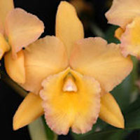 Rhyncattleanthe  perfume ingredient at scentopia your orchids fragrance essential oils