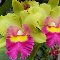 Rhyncholaeliocattleya Young Kong '16' perfume ingredient at scentopia your orchids fragrance essential oils