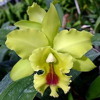 Rhyncholaeliocattleya Ports of Fortune 'Dragon King'  perfume ingredient at scentopia your orchids fragrance essential oils
