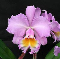 Rhyncholaeliocattleya (Blc) Cloud's Cherry Blossom perfume ingredient at scentopia your orchids fragrance essential oils