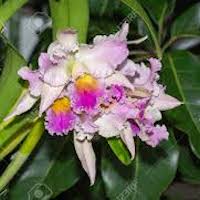 Rhyncholaeliocattleya  perfume ingredient at scentopia your orchids fragrance essential oils