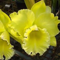 Rhyncholaeliocattleya Ta-Shiang Yellow Dragon perfume ingredient at scentopia your orchids fragrance essential oils
