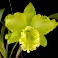 Rhyncholaeliocattleya Sung Ya Green 'King Dragon'- perfume ingredient at scentopia your orchids fragrance essential oils