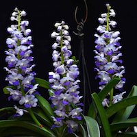 Rhynchostylis Coelestis perfume ingredient at scentopia your orchids fragrance essential oils