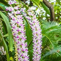Rhynchostylis retusa (L.) Blume  Therapeutic sentosa orchid with scents 