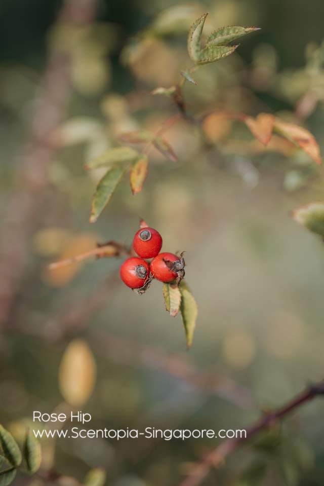 Rose hips come in a variety of colors including red, orange, yellow, and black.