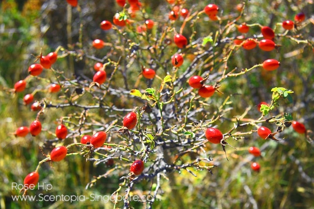  rose hip essential oil can vary depending on the variety