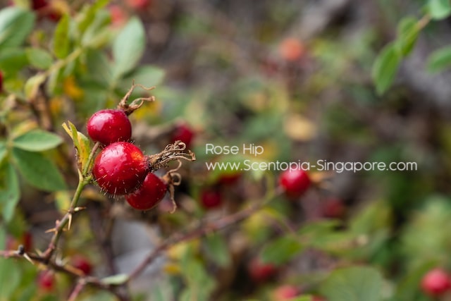 Rose hip essential oil has a light, fresh, and fruity scent.