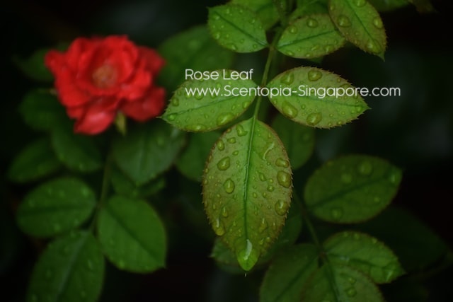 Rose Leaf and red rose flower for good scent porfile