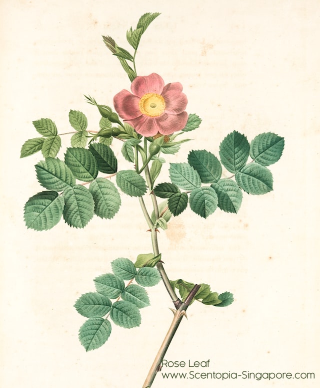historical drawing of Rose Leaf