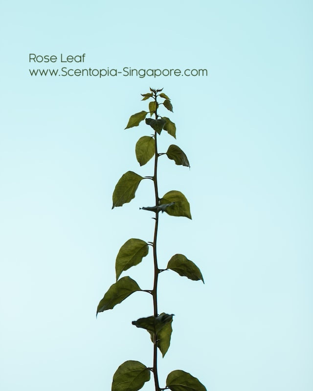 Rose Leaf www.Scentopia-Singapore.com