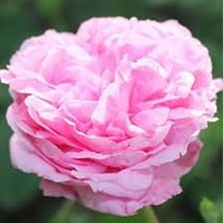 Rose Otto oil is has a much milder and lighter in scent.