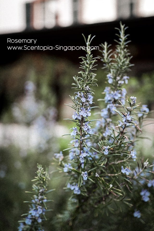 Rosemary is a symbol of remembrance: In many cultures