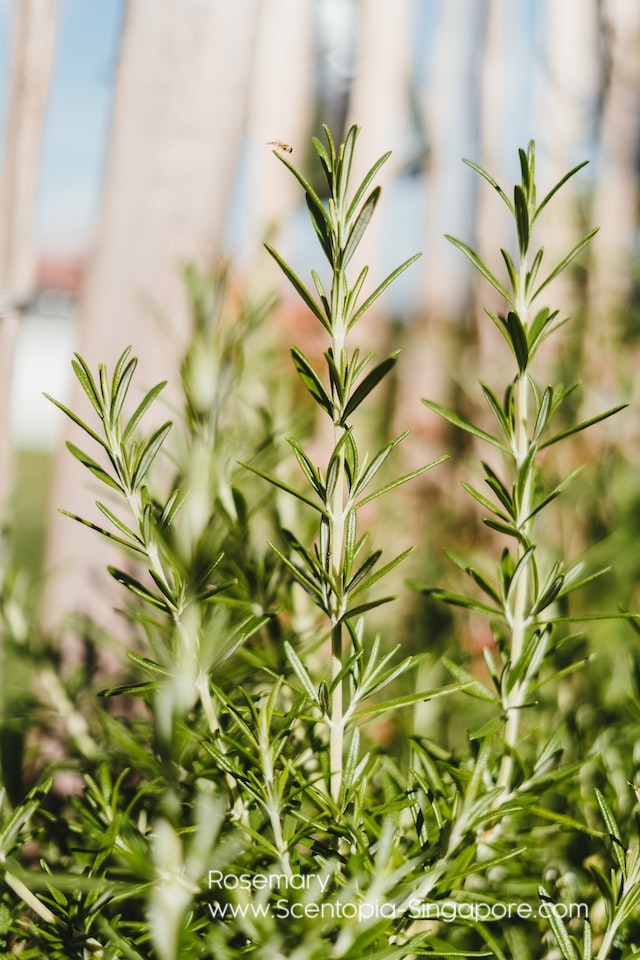 Rosemary is a fragrant herb with a long history of use, both culinarily and medicinally. 