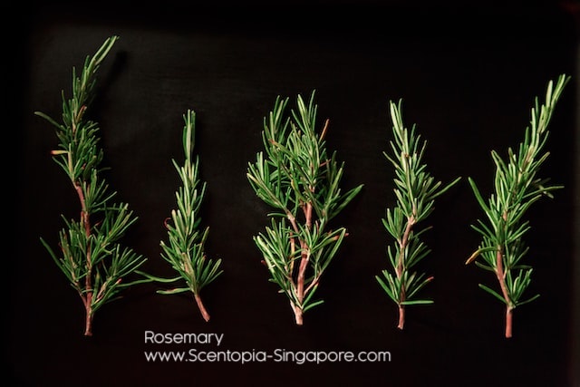 Rosemary essential oil is commonly used in perfumery and is considered to be a top or middle note in fragrance classification. 