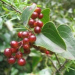 Sarsaparilla is a plant that is native to Mexico and Central America,