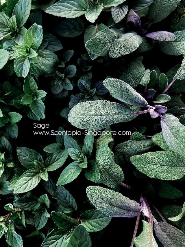 Sage has several therapeutic properties that are believed to offer a range of health benefits.