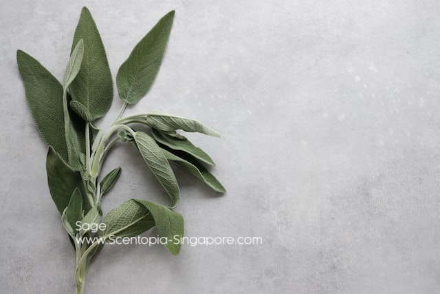 Picture Sage is used in a wide variety of perfume types, from fresh, herbal scents to warm, woody fragrances, 