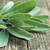 Sage herb was sacred to Ancient Greek