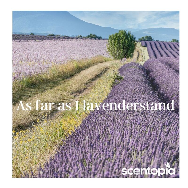 as far as I lavenderstand