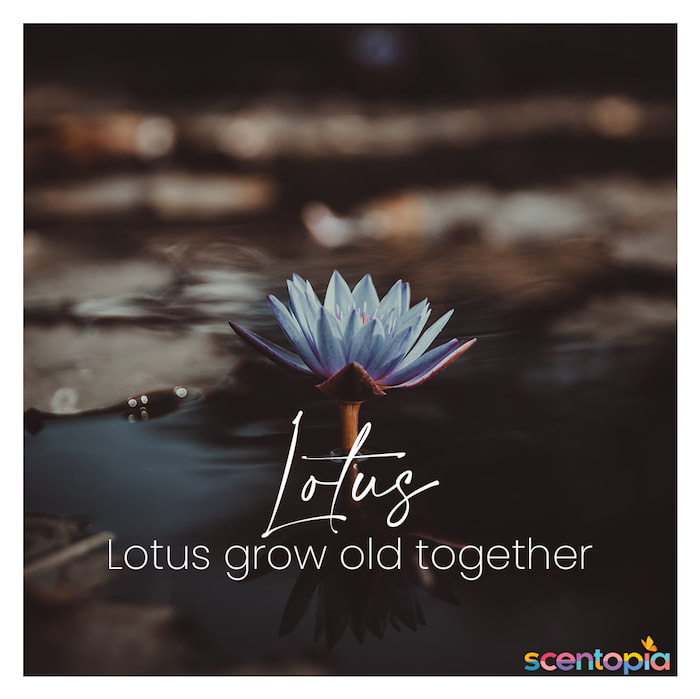 lotus grow old together