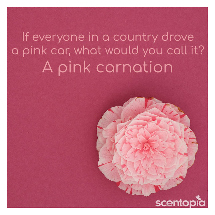 If everyone in a country drove a pink car, what would you call it?
A pink carnation