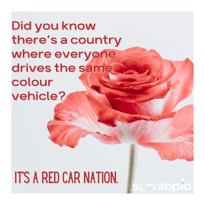 red car-nation