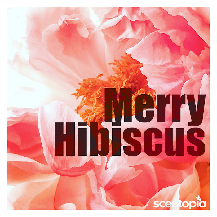 Merry Hibiscus