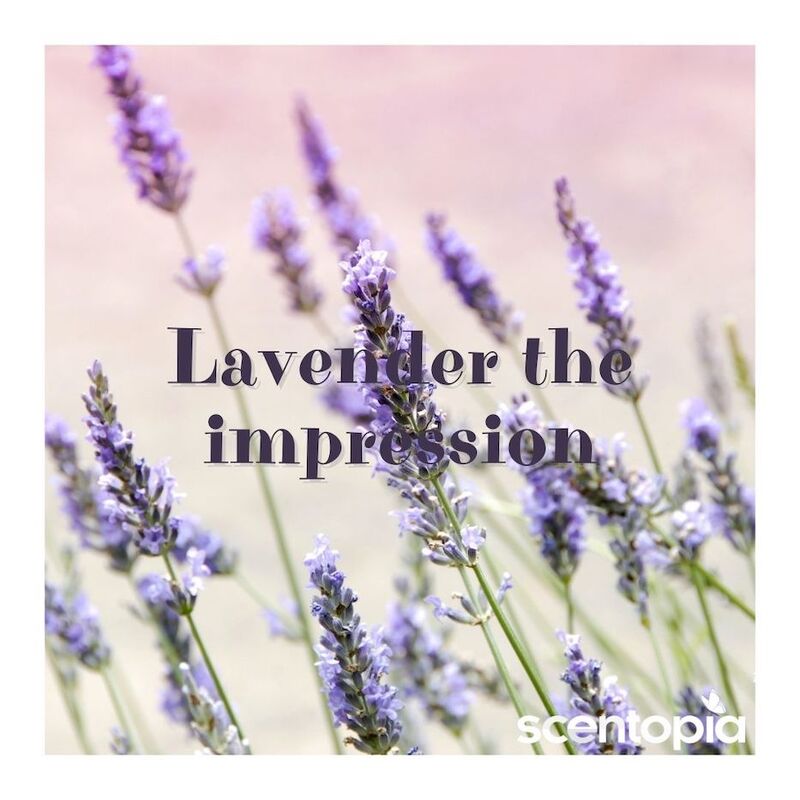 lavender the operation