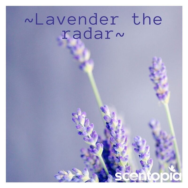 lavender the radar