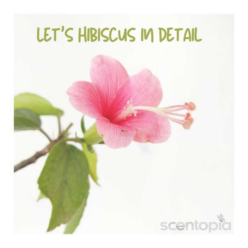 let's hibiscus in detail