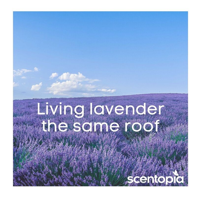 living lavender the same roof