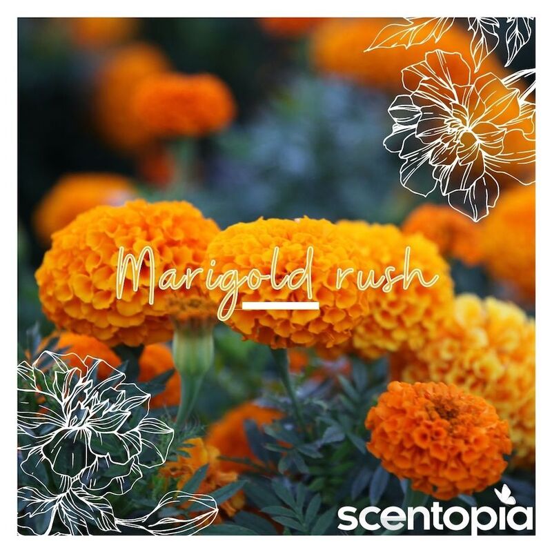 marigold rush