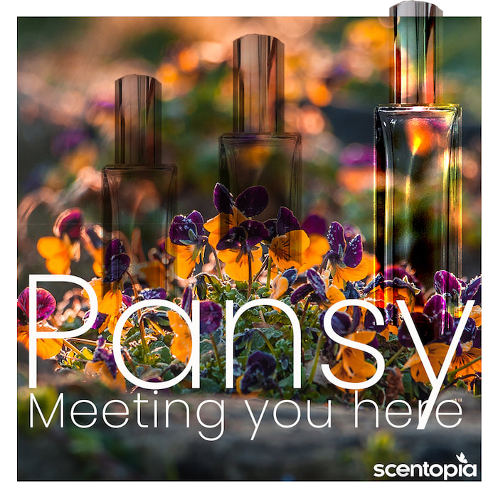 pansy meeting you here