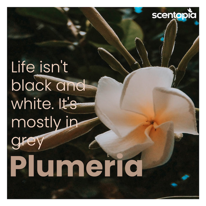 life isn't black or white. It is a million plumeria