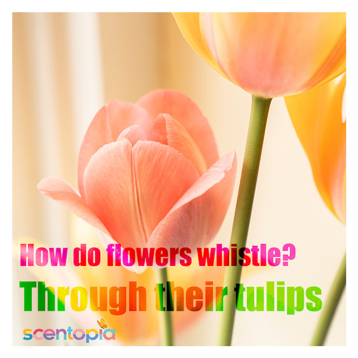 how to flowers whistle? through their tulips