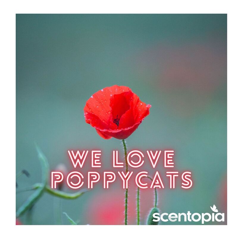 we love poppycats