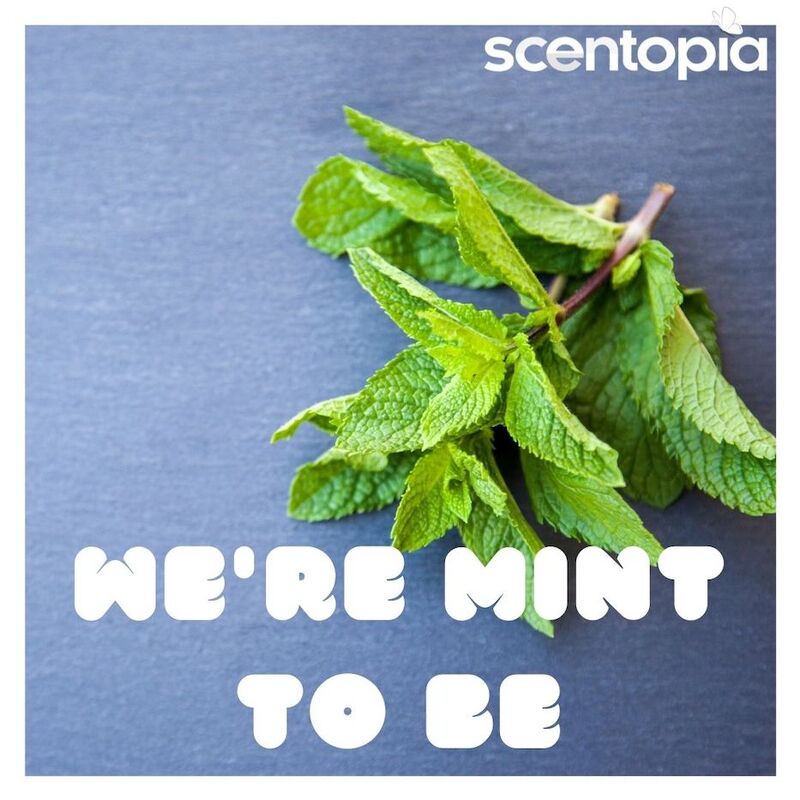 we are mint to be